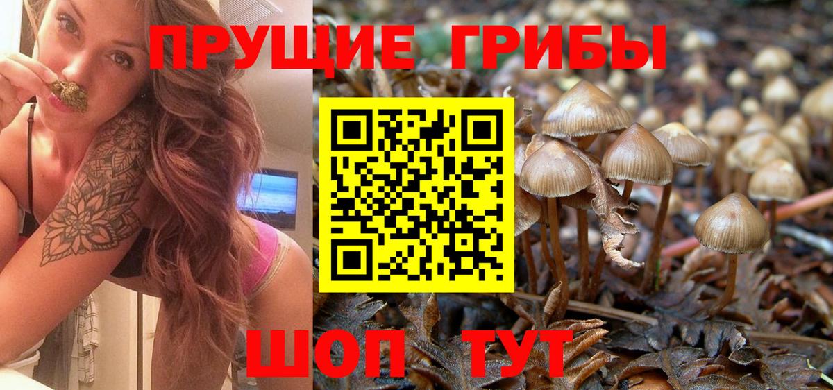 Галлюциногенные грибы Psilocybe  Вход с VPN  Тавда 
